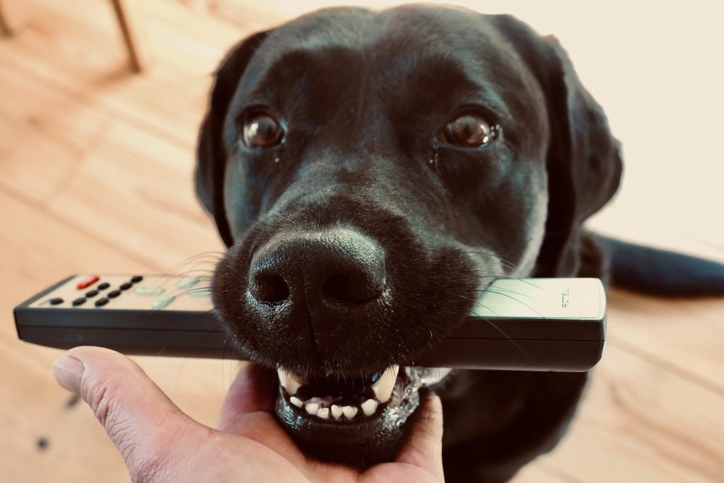 Zwarte labrador met afstandsbediening in zijn mond - modelapport - jachttraining -Jachthondentraining - Eibergen - achterhoek