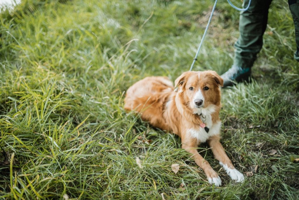 Privéles voor jachthonden bij de Honderwijzer in Eibergen | Achterhoek en Twente |Nova scotia Duck Tolling retriever