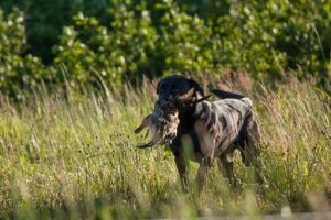 Jachttraining-labrador-eend-positieve training-apport