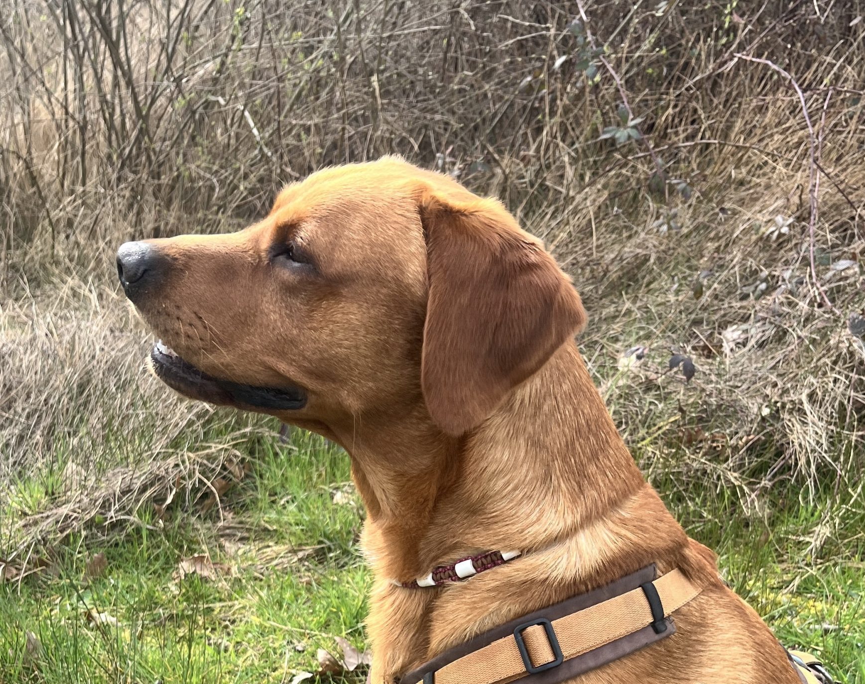 Mijn jachthond is zo druk tijdens de training — stop je dan of ga je juist door?