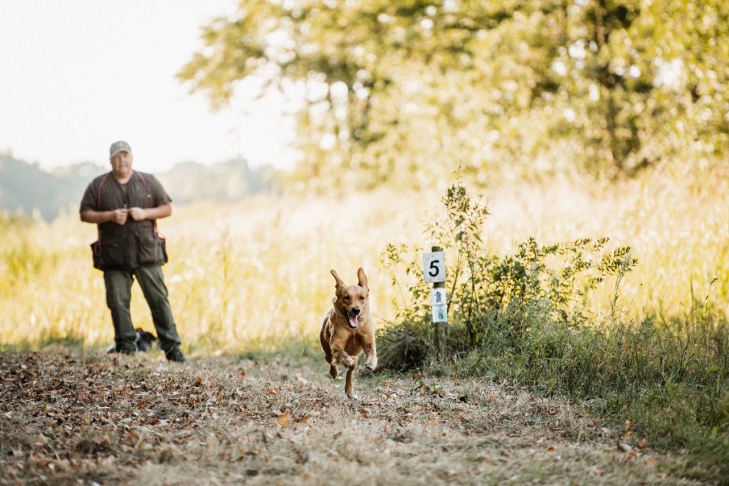 Honderwijzer - hond luistert niet - voorjagers heeft het nakijken