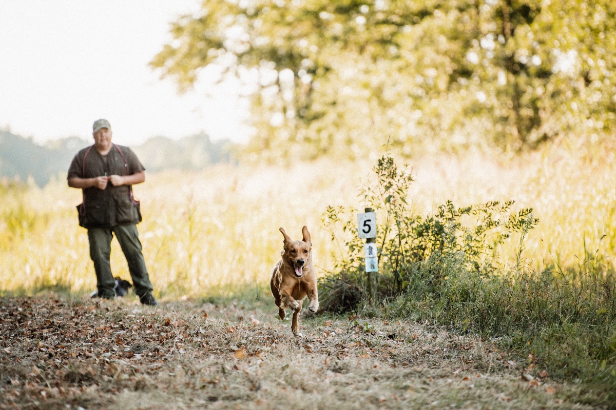 Je hond luistert niet buiten - hij is je al kwijt vóór jij je auto op slot zet.